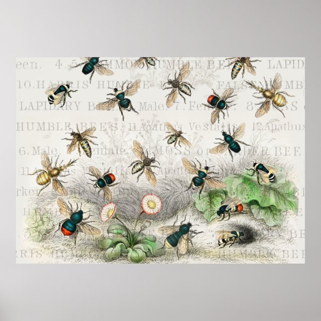 Bee Honung Worker Queen Bees Antique Poster (Framsidan)