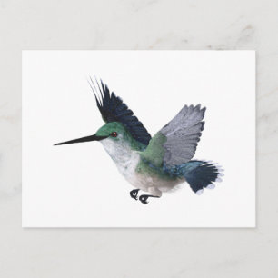 Bee Hummingbird Female Vykort