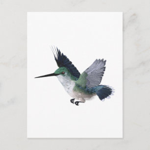 Bee Hummingbird Female Vykort