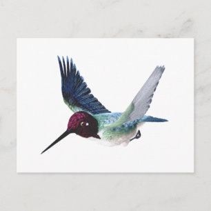 Bee Hummingbird Male Vykort