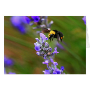 Bee i Lavender Hälsningskort