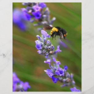 Bee i Lavender Reklamblad