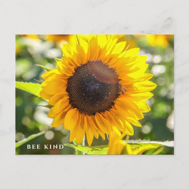 Bee Kind | Solros Vykort (Framsida)