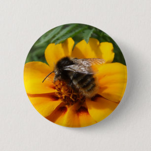 Bee-knapp Knapp
