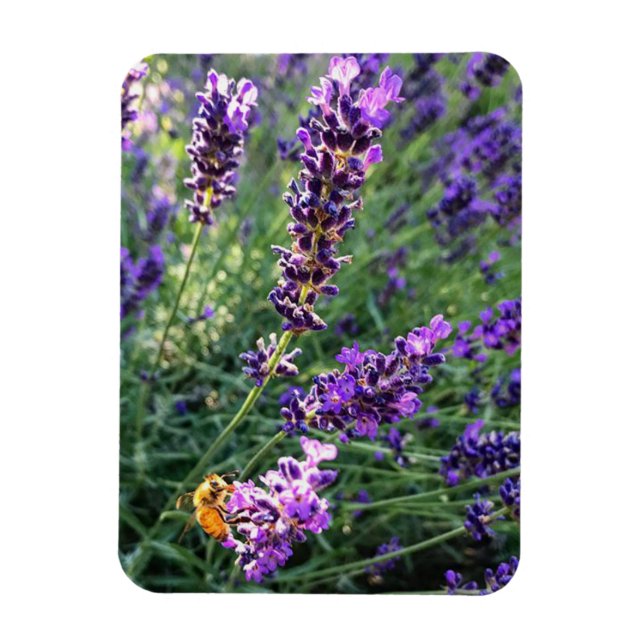 Bee & Lavender Magnet (Vertikal)