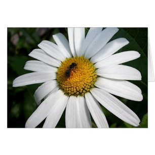 Bee Lycklig Daisy Card Hälsningskort