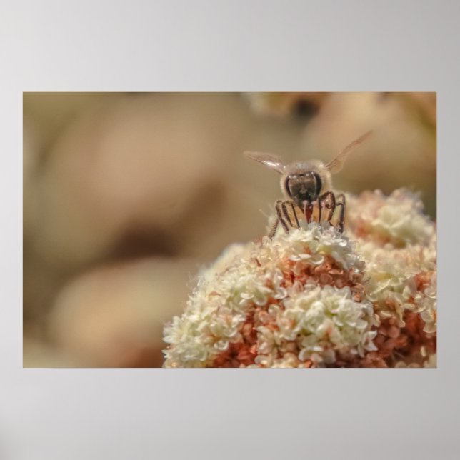 Bee Lycklig Poster (Framsidan)