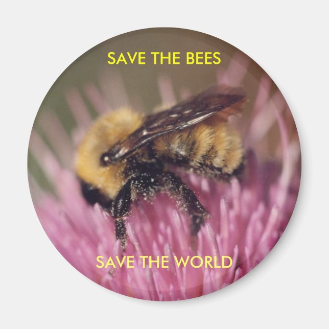 Bee Magnet (Framsidan)
