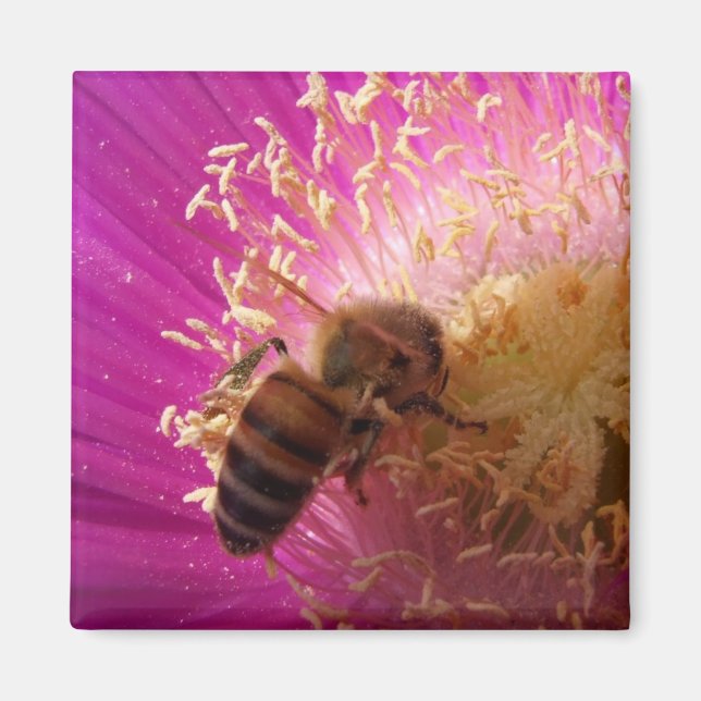 Bee Magnets Magnet (Framsidan)