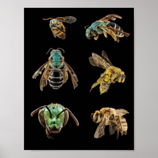 Bee Magnified bilder foton kryp insektra bin Poster (Framsidan)