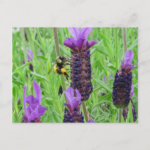 Bee Medvetet vykort