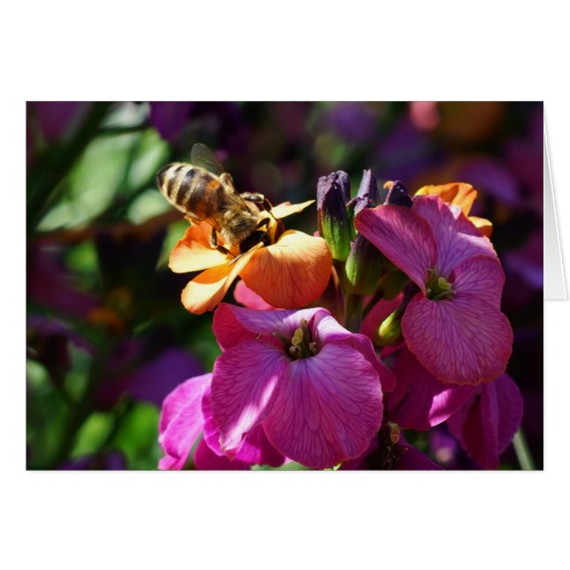 Bee 'n Beauty Hälsningskort (Framsidan Horizontal)