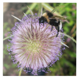 BEE OCH TEASEL FLOWER KAKELPLATTA