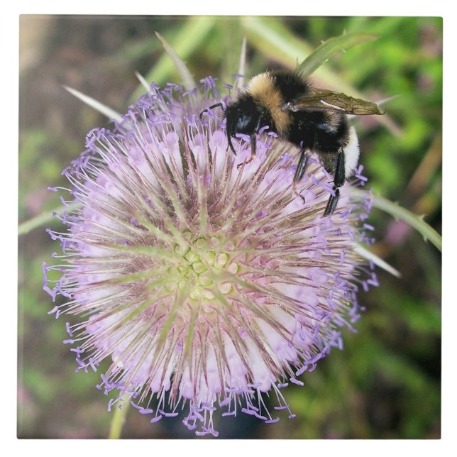 BEE OCH TEASEL FLOWER KAKELPLATTA (Framsidan)