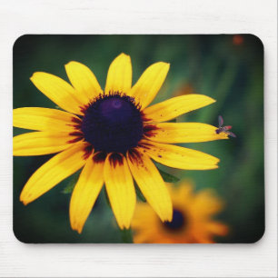 Bee on Black Eyed Susan Flower Musmatta