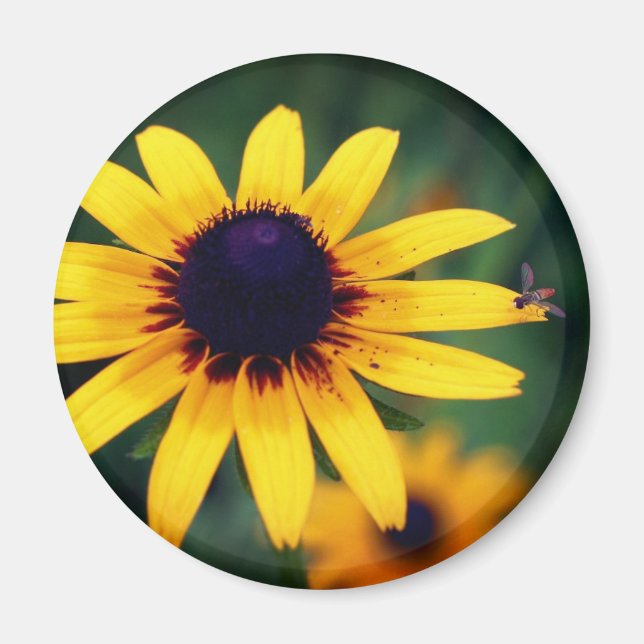 Bee On Black Eyed Susan Flower Nature  Magnet (Framsidan)