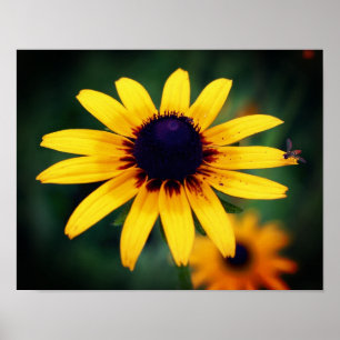 Bee on Black Eyed Susan Flower Poster