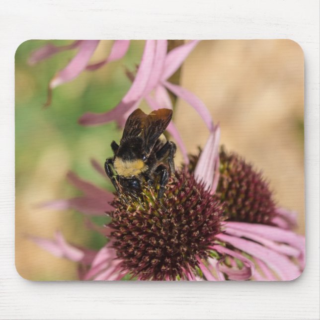 Bee on Black Eyed Susan Pano Musmatta (Framsidan)