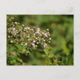 Bee on flower vykort