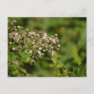 Bee on flower vykort