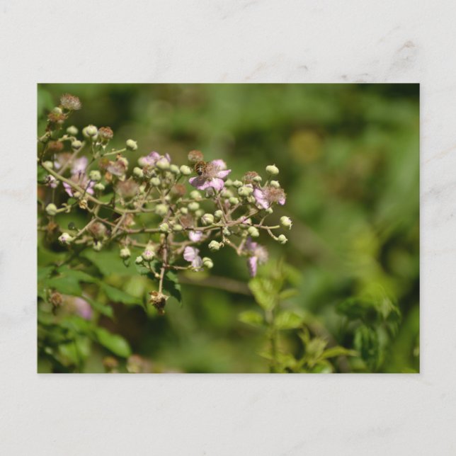 Bee on flower vykort (Framsida)