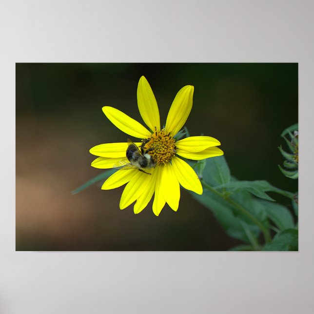Bee on Yellow Wildflower Poster (Framsidan)