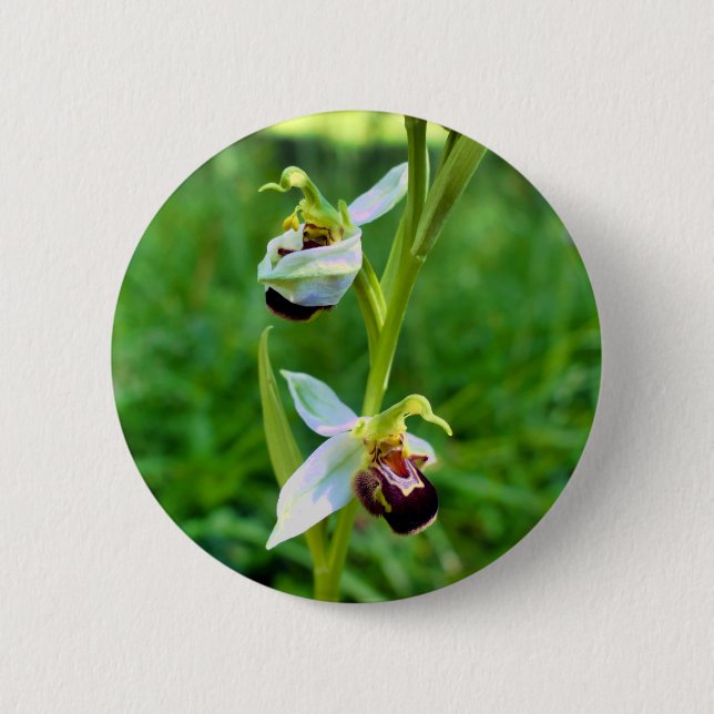Bee Orchid Badge Knapp (Framsida)