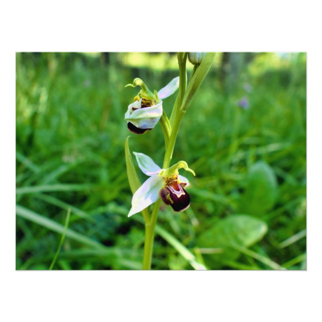 Bee Orchid Fototryck (Framsidan)