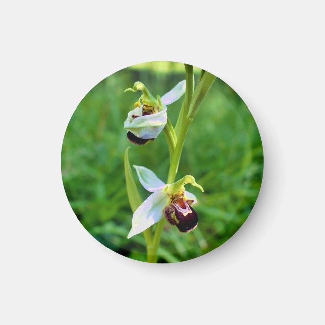 Bee Orchid Magnet (Framsidan)