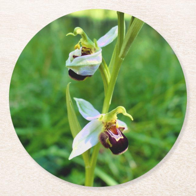 Bee Orchid Underlägg Papper Rund (Framsidan)