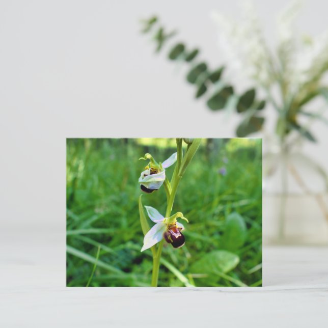 Bee Orchid Vykort (Stående Fram)
