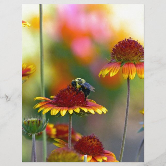 Bee på Gaillardia (Framsida)