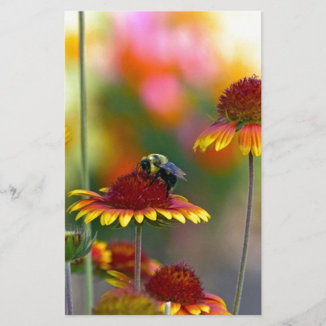 Bee på Gaillardia Brevpapper (Framsida)