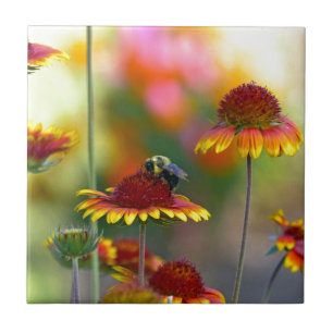 Bee på Gaillardia Kakelplatta