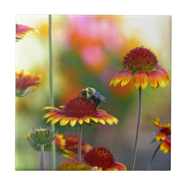 Bee på Gaillardia Kakelplatta (Framsidan)