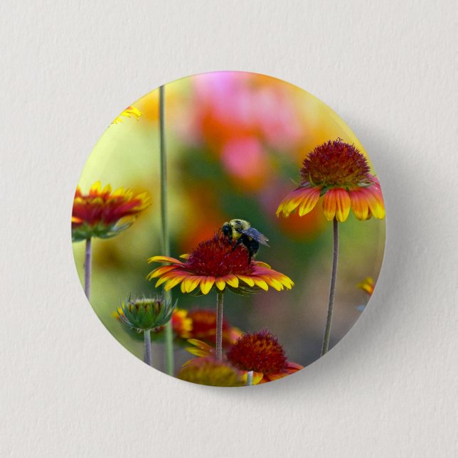 Bee på Gaillardia Knapp (Framsida)