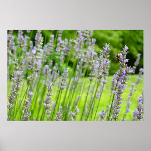 Bee på Lavender-Blommigten Poster