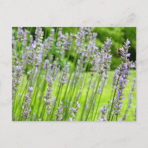 Bee på Lavender-Blommigten Vykort