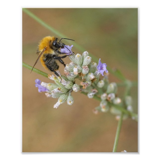 Bee på Lavender Fototryck (Framsidan)