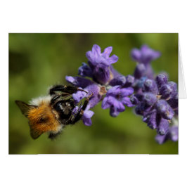 Bee på Lavender Hälsningskort