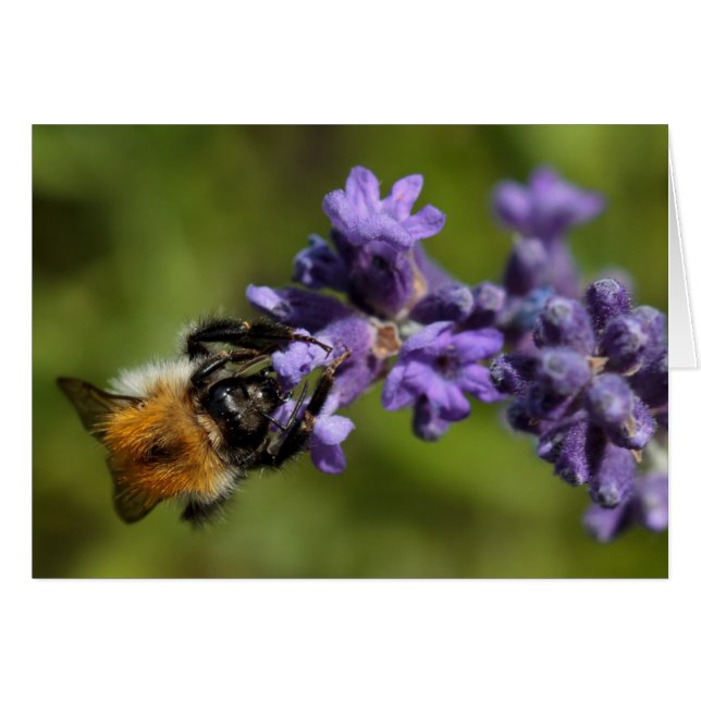 Bee på Lavender Hälsningskort (Framsidan Horizontal)