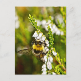 Bee på Lucky White Heather Vykort