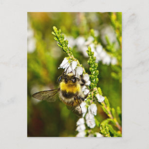 Bee på Lucky White Heather Vykort
