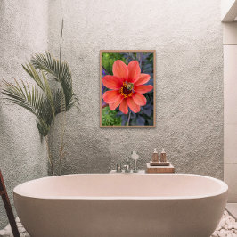 Bee på Orange Dahlia Bloom-Blommigten Fototryck