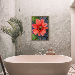 Bee på Orange Dahlia Bloom-Blommigten Fototryck