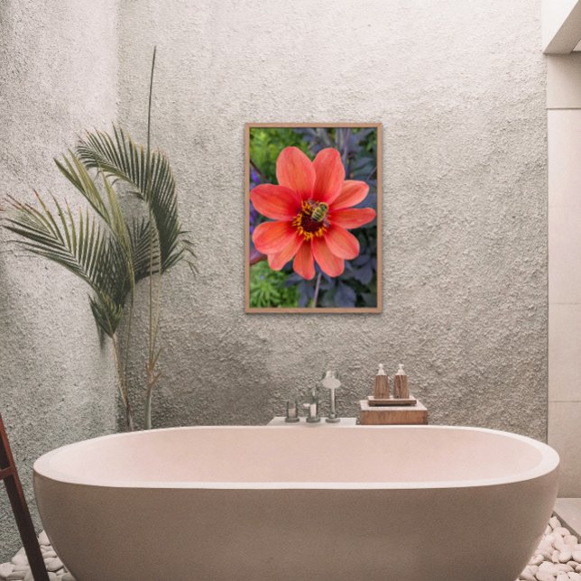 Bee på Orange Dahlia Bloom-Blommigten Fototryck (In Situ Framed)