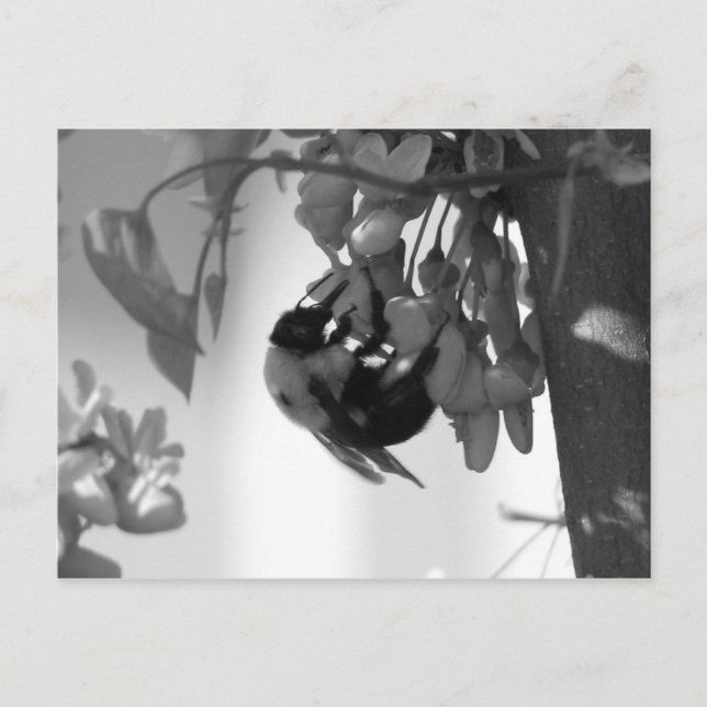 Bee på Redbud Bloom Vykort (Framsida)
