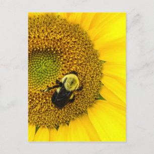 Bee på solros vykort