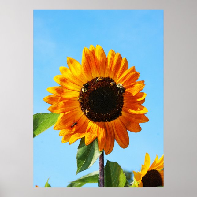 Bee Party 1 Poster (Framsidan)