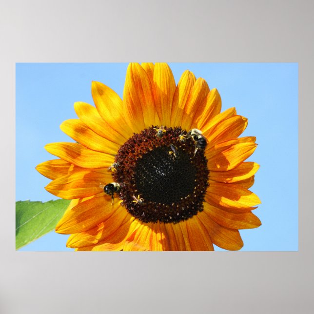 Bee Party 2 Poster (Framsidan)